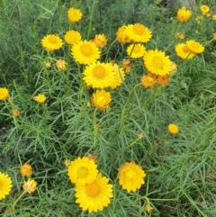 Xerochrysum viscosum (Sticky Everlasting) at Mount Ainslie - 8 Nov 2021 by Helberth