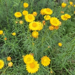 Xerochrysum viscosum at Campbell, ACT - 8 Nov 2021