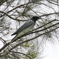 Coracina novaehollandiae (Black-faced Cuckooshrike) at Gordon, ACT - 11 Nov 2021 by RodDeb