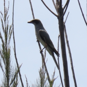 Coracina novaehollandiae at Gordon, ACT - 11 Nov 2021