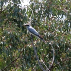 Coracina novaehollandiae at Gordon, ACT - 11 Nov 2021