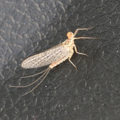 Ephemeroptera (order) (Unidentified Mayfly) at Point Hut to Tharwa - 11 Nov 2021 by RodDeb