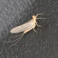 Ephemeroptera (order) (Unidentified Mayfly) at Point Hut to Tharwa - 11 Nov 2021 by RodDeb