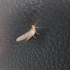 Ephemeroptera (order) at Paddys River, ACT - 11 Nov 2021