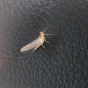 Ephemeroptera (order) at Paddys River, ACT - 11 Nov 2021