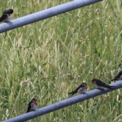 Hirundo neoxena (Welcome Swallow) at Gordon, ACT - 11 Nov 2021 by RodDeb