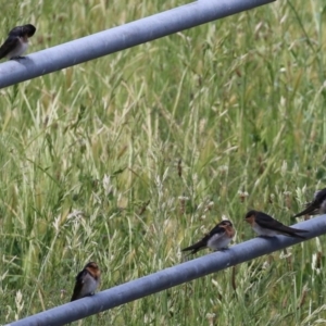 Hirundo neoxena at Gordon, ACT - 11 Nov 2021 12:20 PM