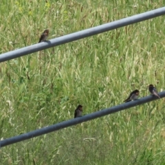 Hirundo neoxena at Gordon, ACT - 11 Nov 2021 12:20 PM