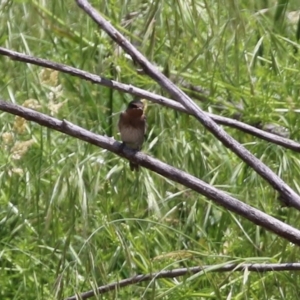 Hirundo neoxena at Gordon, ACT - 11 Nov 2021 12:20 PM