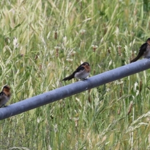 Hirundo neoxena at Gordon, ACT - 11 Nov 2021 12:20 PM