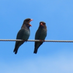 Eurystomus orientalis (Dollarbird) at Paddys River, ACT - 11 Nov 2021 by RodDeb