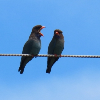 Eurystomus orientalis (Dollarbird) at Point Hut to Tharwa - 11 Nov 2021 by RodDeb