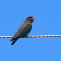 Eurystomus orientalis at Paddys River, ACT - 11 Nov 2021