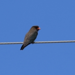 Eurystomus orientalis at Paddys River, ACT - 11 Nov 2021 11:46 AM