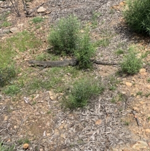 Varanus rosenbergi at Peak View, NSW - 11 Nov 2021