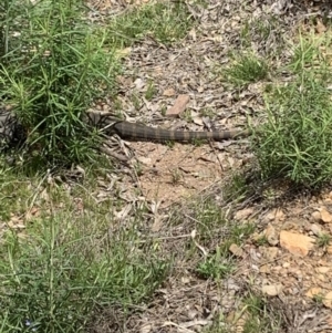 Varanus rosenbergi at Peak View, NSW - 11 Nov 2021