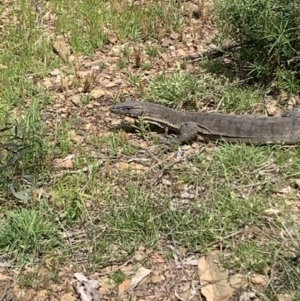 Varanus rosenbergi at Peak View, NSW - 11 Nov 2021