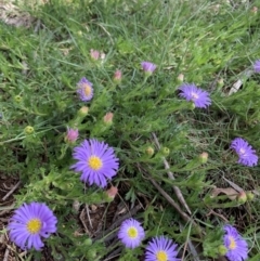 Calotis glandulosa (Mauve Burr-daisy) at Glen Allen State Forest - 9 Nov 2021 by forest17178