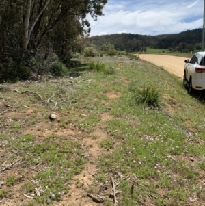 Calotis glandulosa at Glen Allen, NSW - 9 Nov 2021