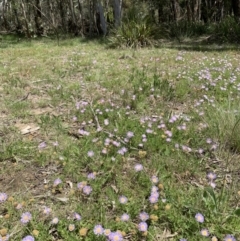 Calotis glandulosa at Glen Allen, NSW - 9 Nov 2021