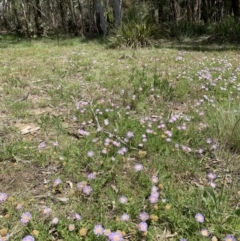 Calotis glandulosa at Glen Allen, NSW - 9 Nov 2021 12:51 PM