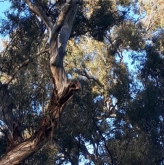 Callocephalon fimbriatum (Gang-gang Cockatoo) at Red Hill Nature Reserve - 10 Nov 2021 by MichaelMulvaney