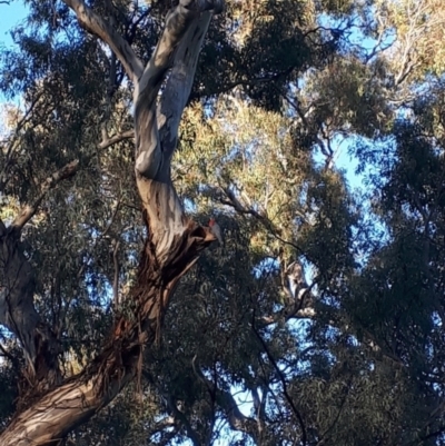 Callocephalon fimbriatum (Gang-gang Cockatoo) at Red Hill Nature Reserve - 10 Nov 2021 by MichaelMulvaney