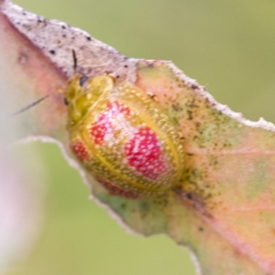 Paropsisterna fastidiosa (Eucalyptus leaf beetle) at Bruce Ridge to Gossan Hill - 11 Nov 2021 by AlisonMilton