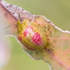 Paropsisterna fastidiosa (Eucalyptus leaf beetle) at Bruce, ACT - 11 Nov 2021 by AlisonMilton