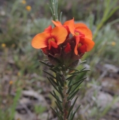 Dillwynia sericea (Egg And Bacon Peas) at Theodore, ACT - 11 Oct 2021 by MichaelBedingfield