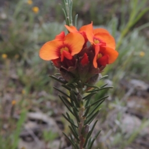 Dillwynia sericea at Theodore, ACT - 11 Oct 2021