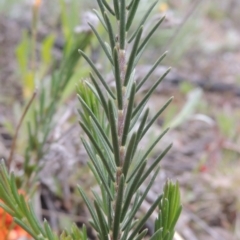 Dillwynia sericea at Theodore, ACT - 11 Oct 2021