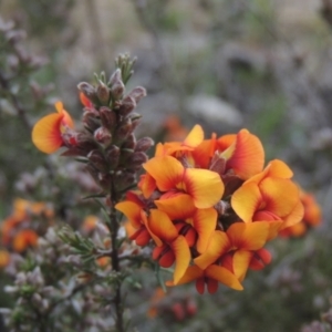 Dillwynia sericea at Theodore, ACT - 11 Oct 2021 05:15 PM