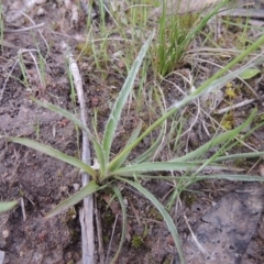 Luzula meridionalis at Theodore, ACT - 11 Oct 2021