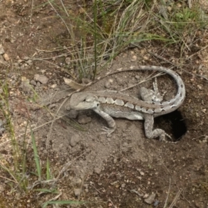 Amphibolurus muricatus at Kambah, ACT - suppressed