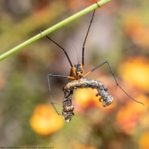 Harpobittacus australis at Bruce, ACT - 11 Nov 2021