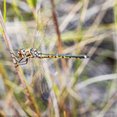 Hemicordulia tau (Tau Emerald) at Black Mountain - 11 Nov 2021 by Roger