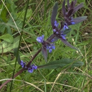 Ajuga australis at Kambah, ACT - 11 Nov 2021 12:18 PM