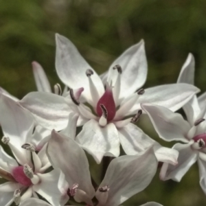 Burchardia umbellata at Kambah, ACT - 11 Nov 2021