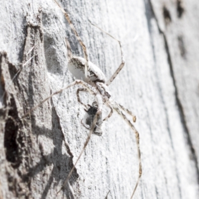 Tamopsis sp. (genus) (Two-tailed spider) at Bruce Ridge - 10 Nov 2021 by AlisonMilton