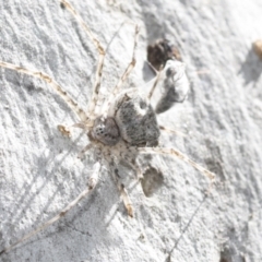 Tamopsis sp. (genus) at Bruce, ACT - 11 Nov 2021