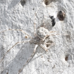 Tamopsis sp. (genus) at Bruce, ACT - 11 Nov 2021