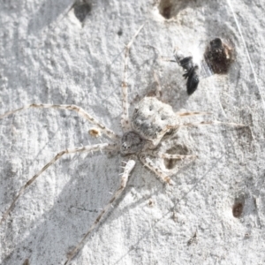 Tamopsis sp. (genus) at Bruce, ACT - 11 Nov 2021