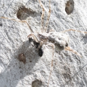 Tamopsis sp. (genus) at Bruce, ACT - 11 Nov 2021