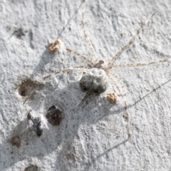 Tamopsis sp. (genus) at Bruce, ACT - 11 Nov 2021