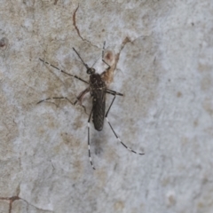 Aedes alboannulatus at Bruce Ridge to Gossan Hill - 10 Nov 2021 by AlisonMilton