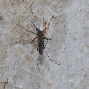 Aedes sp. (genus) at Bruce, ACT - 11 Nov 2021 09:08 AM