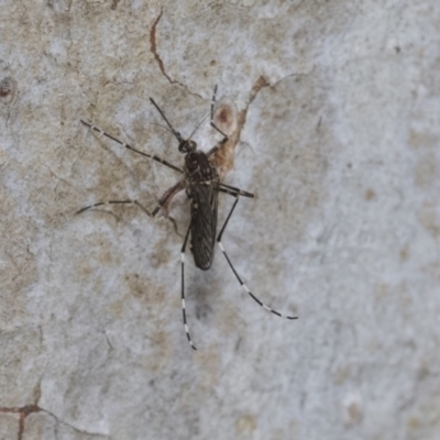 Aedes alboannulatus at Bruce Ridge - 10 Nov 2021 by AlisonMilton