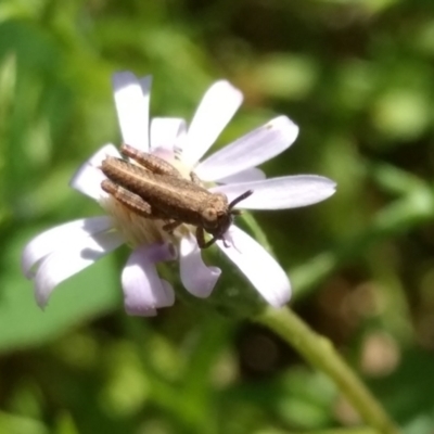 Phaulacridium vittatum (Wingless Grasshopper) at Kambah, ACT - 11 Nov 2021 by BarrieR