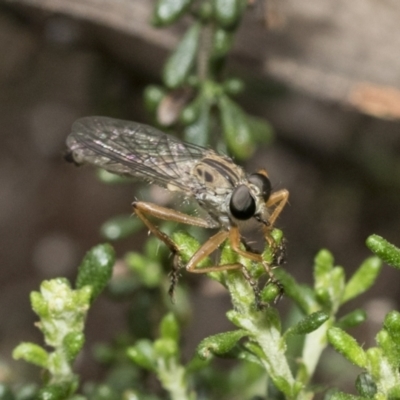 Cerdistus sp. (genus) (Yellow Slender Robber Fly) at Bruce Ridge - 10 Nov 2021 by AlisonMilton